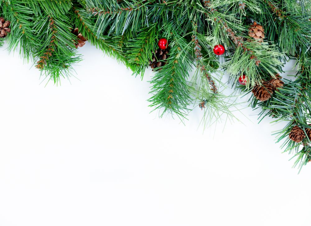 Christmas tree evergreen branches on a plain background