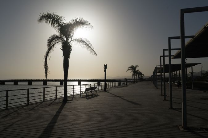 Palms growing on embankment