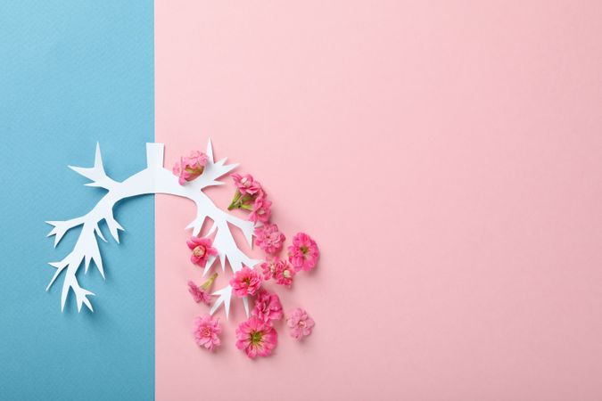 Lung bronchus made of paper and flowers on blue and pink background with copy space