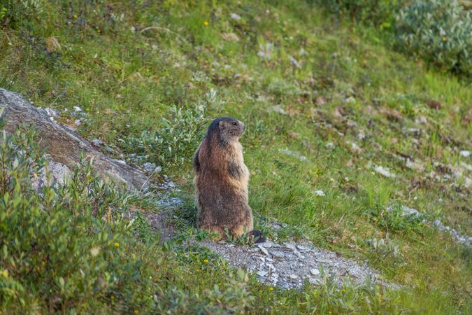 Cute marmot sitting on meadow in Switzerland