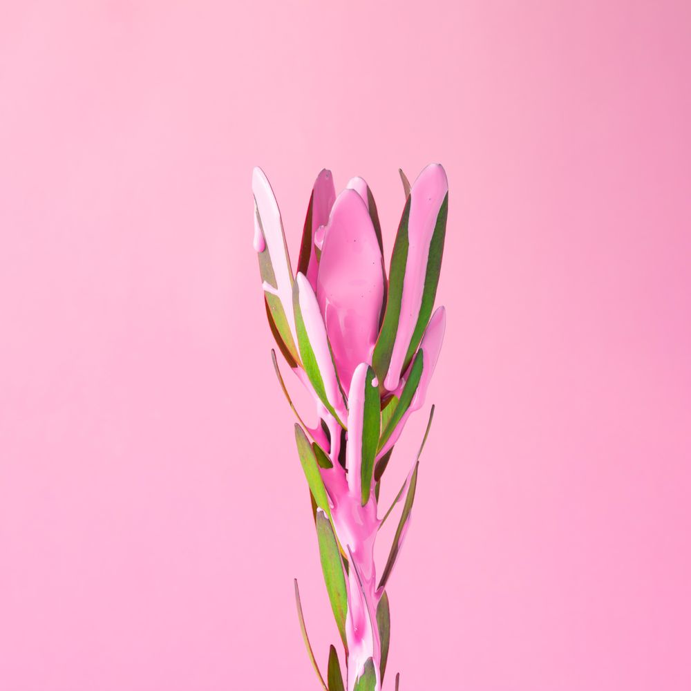 Flower with dripping pink paint