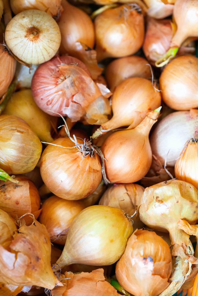 Yellow onions crop
