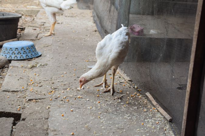 Chicken pecking grain on ground