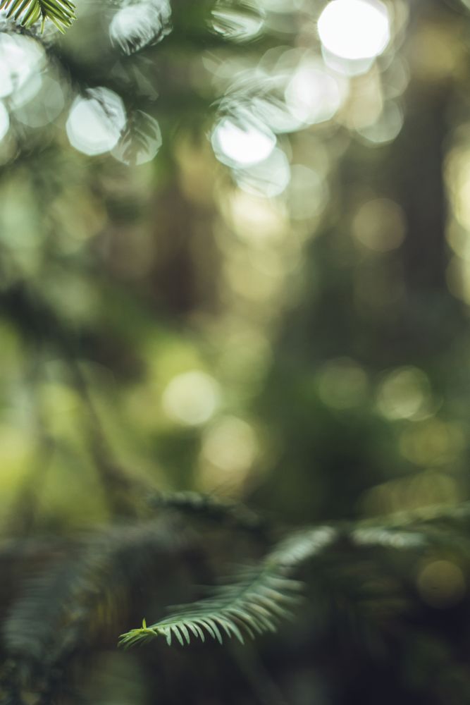High green trees in forest in summer