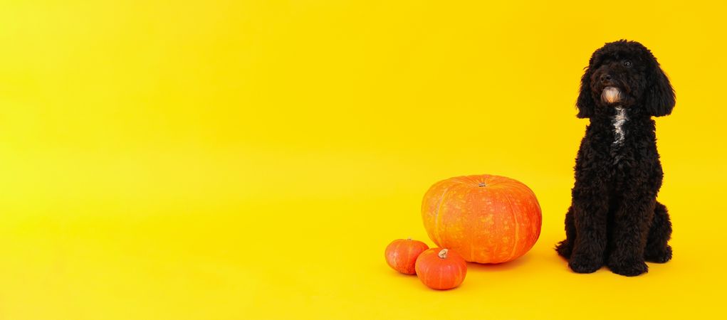 dog and pumpkins on yellow background