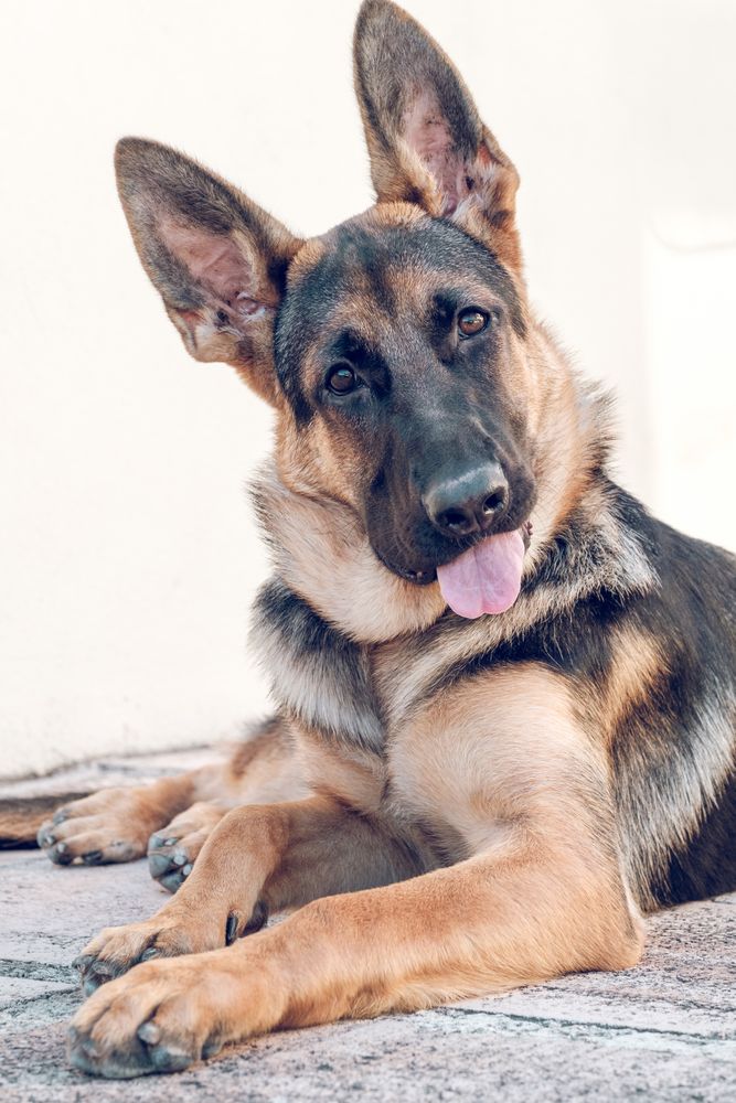 Curious purebred German Shepherd lying on ground