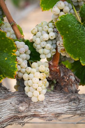 Vineyard with Lush, Ripe Wine Grapes on the Vine Ready for Harvest