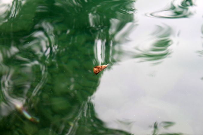 Leaf floating in green water