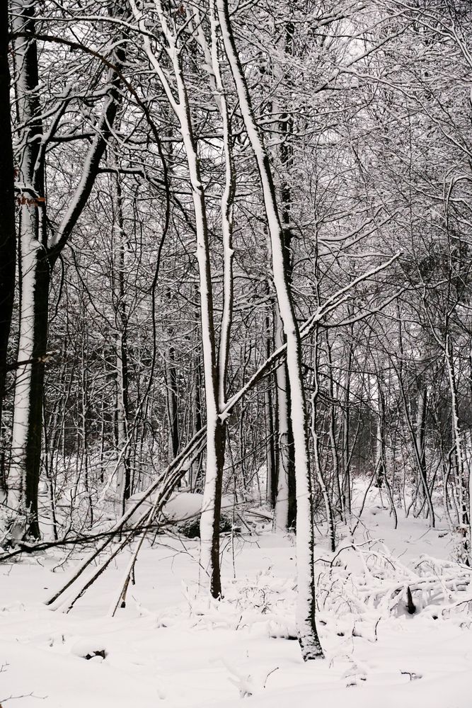 Winter forest with snowy trees