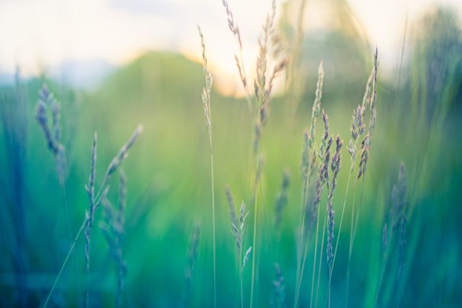 Selective focus of long grass in a field
