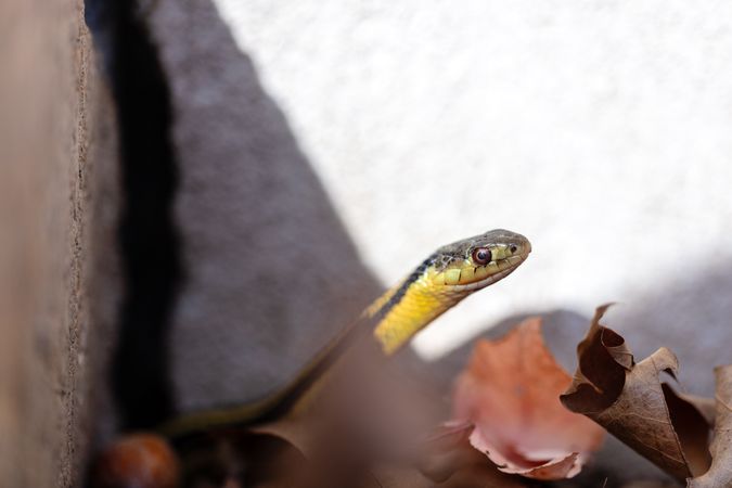 Snake in fall leaves