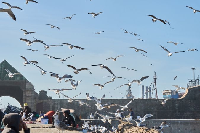 Flock of birds in city