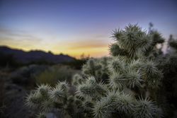 Cholla cactus at sunset near North Backcountry Board