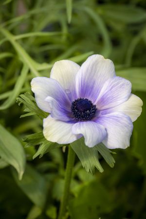 Copake, New York - May 19, 2022: Top view of light purple flower surrounded by green foliage