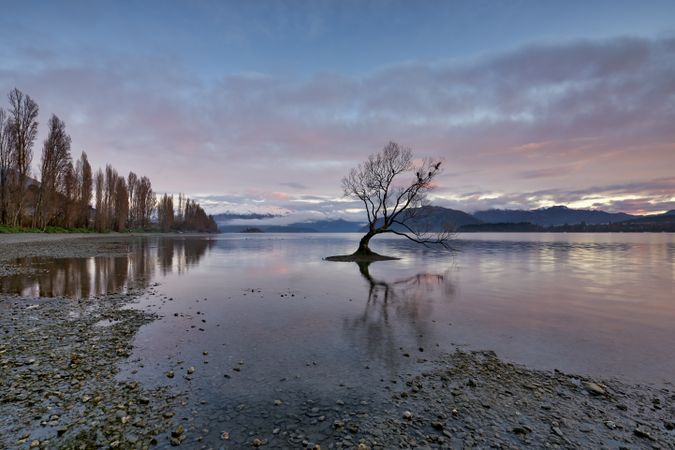 Leafless tree on body of water