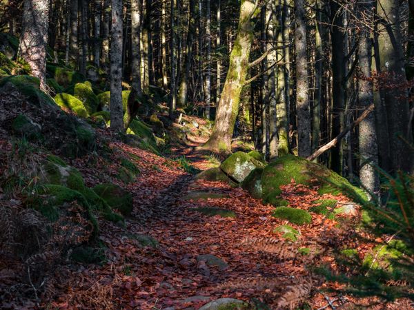 Bright autumn colors in the Vosges mountains. Alsace.