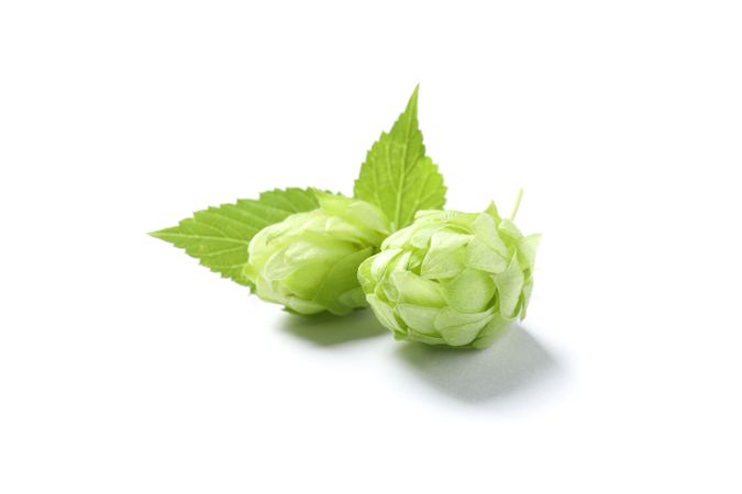 Green fresh hop cones isolated on blank background, close up