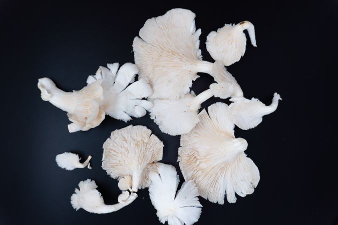 Fresh oyster mushrooms or tiram mushrooms