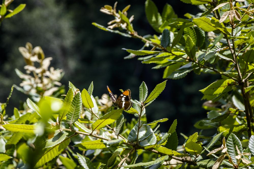 Close up of butterfly in the nature