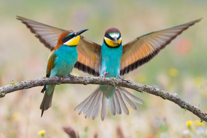 Birds standing on tree branch