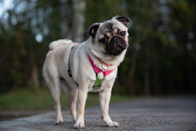 Pug Standing in Park Turning Head