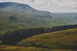Line of trees with grassy mountains in the background