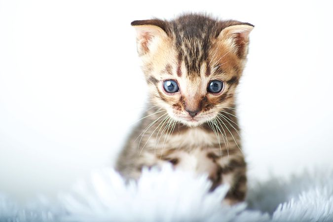 Brown tabby kitten