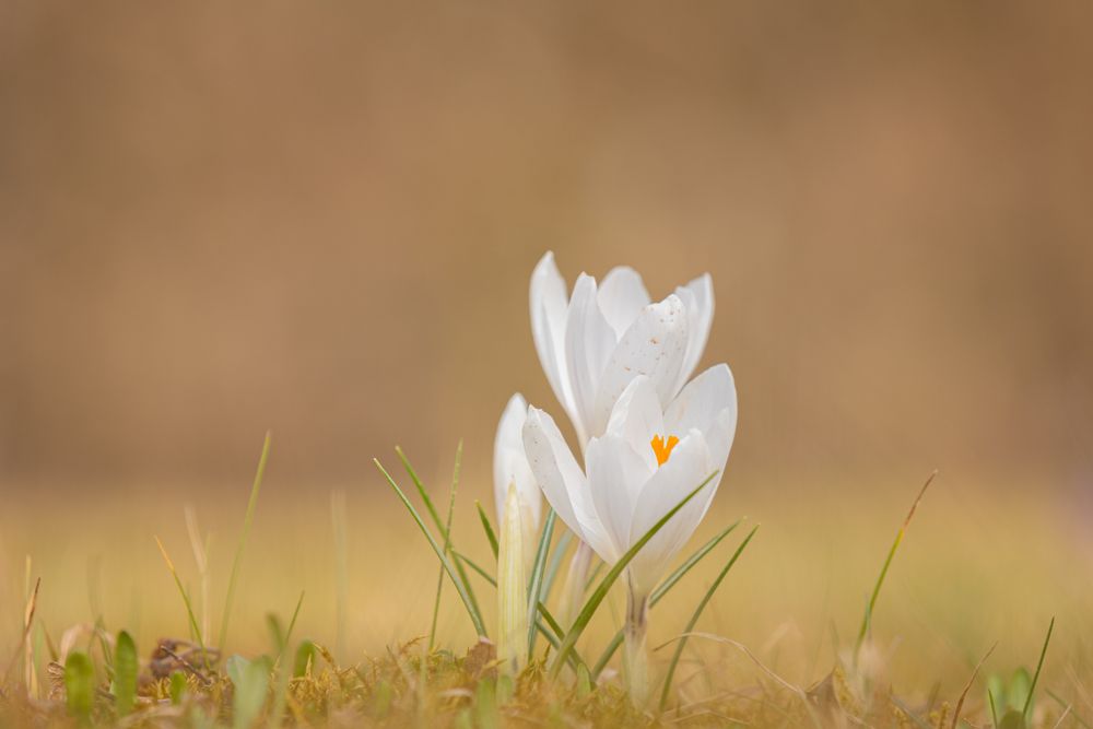 Small flowers budding