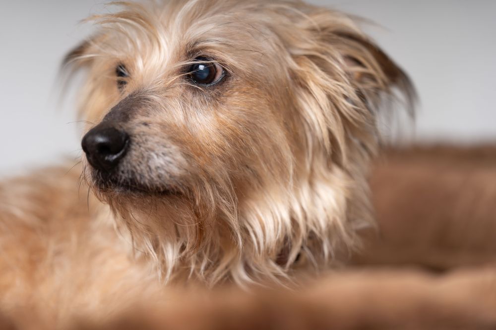 Cute Norfolk terrier looking to the side