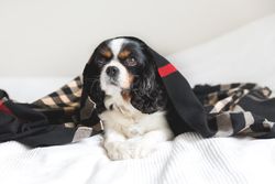 Cavalier spaniel lying in dark patterned blanket