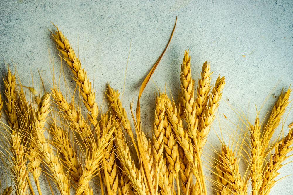 Close up of wheat ears on counter