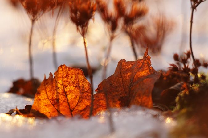 Orange flowers on meadow in winter