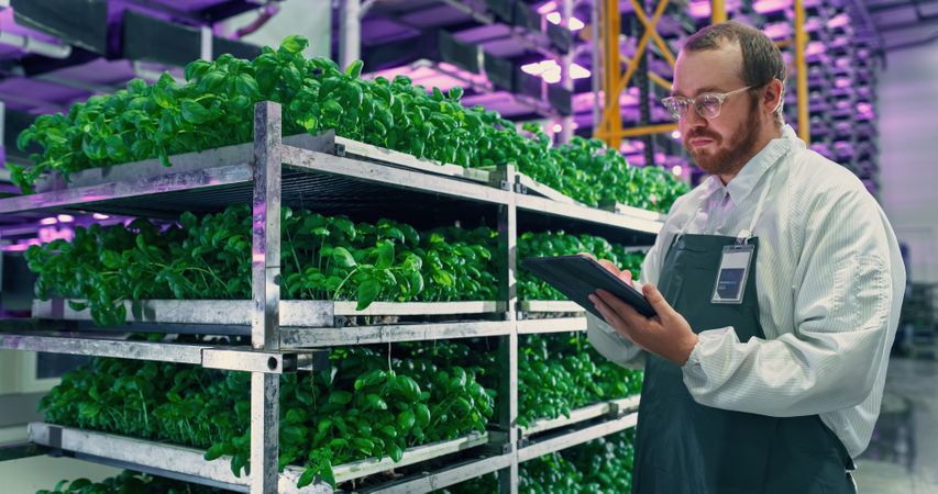 Agricultural Scientist Standing in a Hall in a Vertical Farm Space With Neon Light Next to a Rack with Freshly Grown Plants. Hydroponics Technician Using a Tablet Computer, Studying Crops Cultivation.