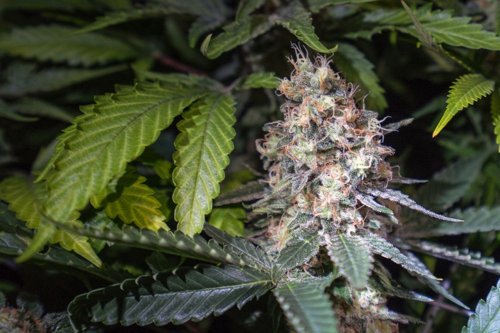 Close up of cannabis bud and leaf