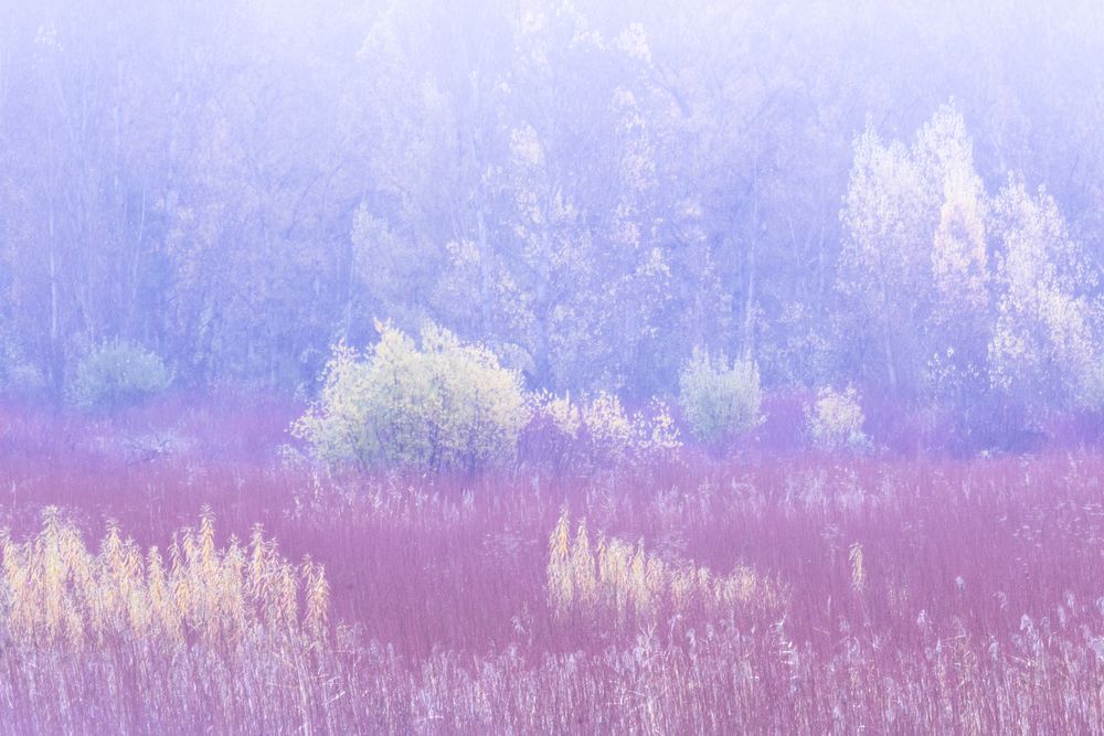 Blurred trees in forest