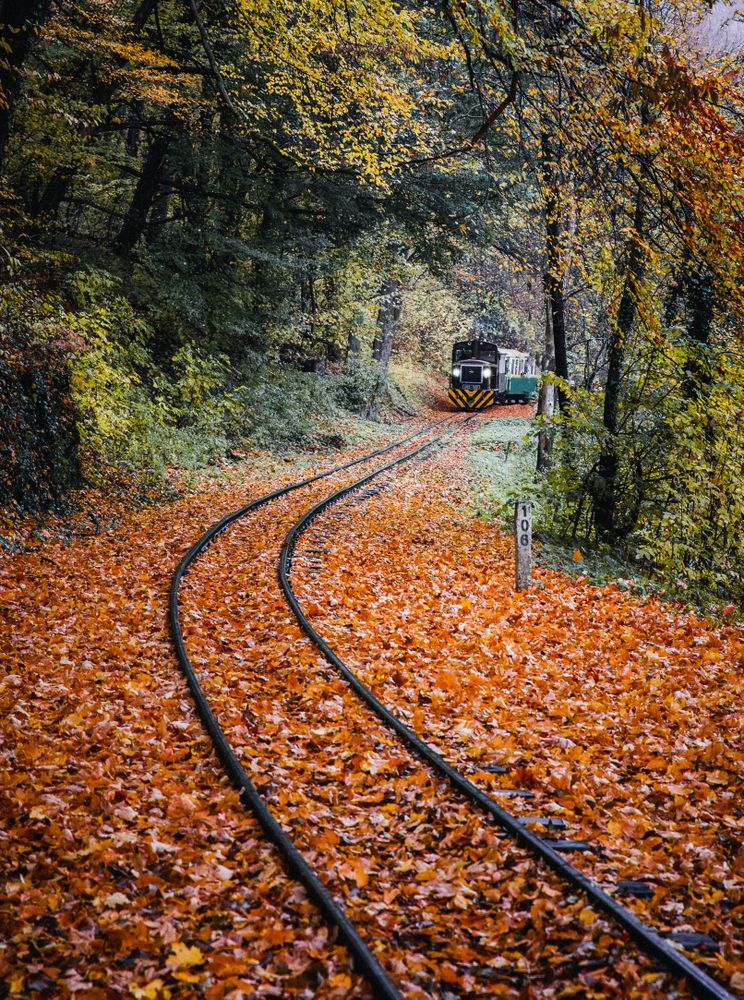 Train passing on dark rails between orange leaves covering the ground