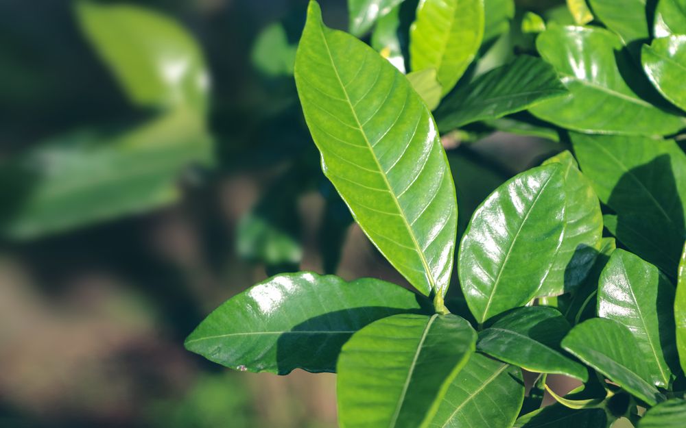 Fresh green leaves in summer day. Background with green leaf.