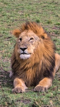 Majestic Male Lion Resting in the African Savanna, Kenya