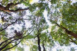 tall tree branches