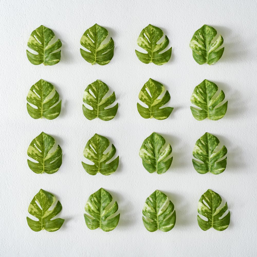 Rows of monstera leaves on light  background