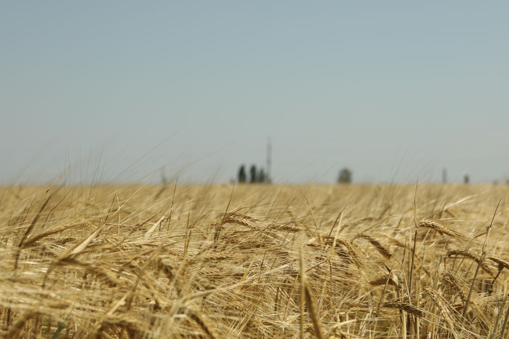 Barley field. Agriculture and farming. First summer harvest