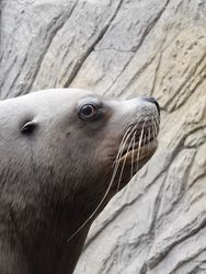 A bull Steller Sea Lion (Eumetopias jubatus)
