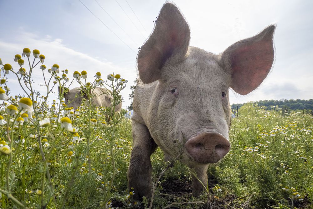 Copake, New York - May 19, 2022: Cute pigs approaching camera from daisy field
