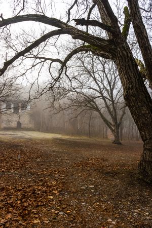 Misty and moody fall forest