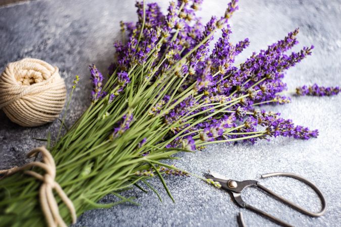 Fresh lavender flowers on counter with shears and string