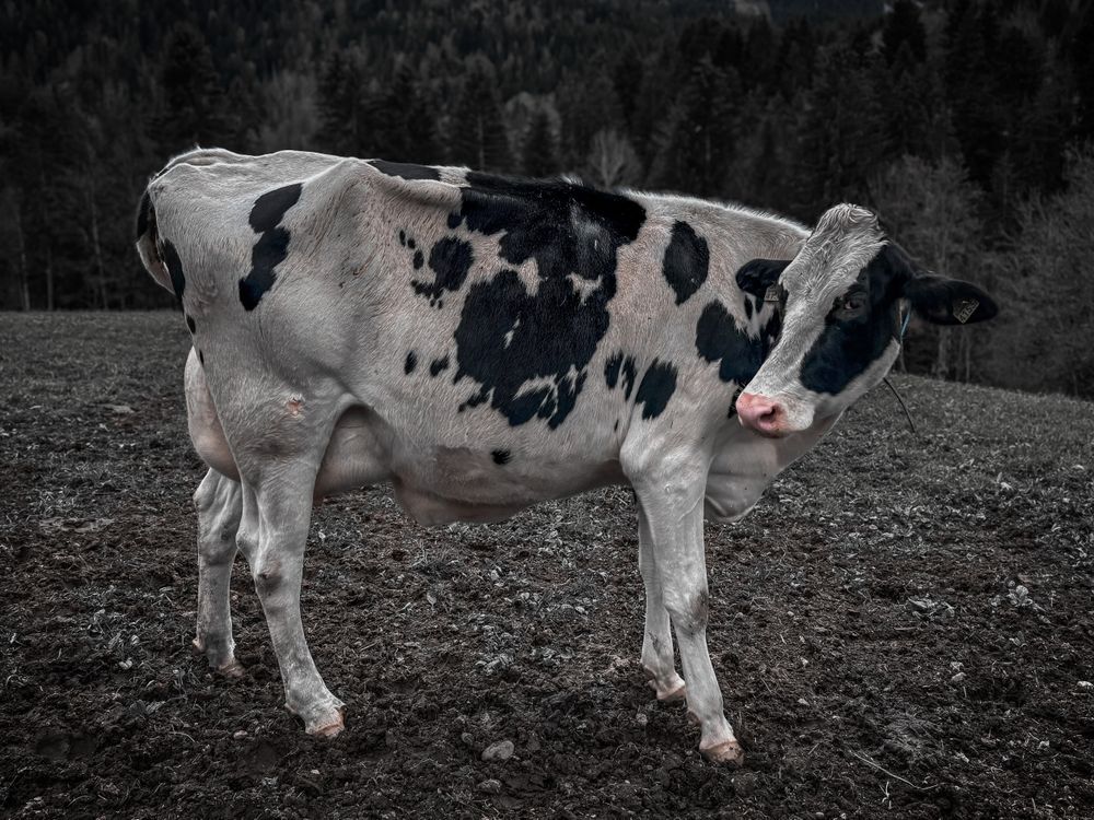 Cow looking back, Rougemont, Switzerland