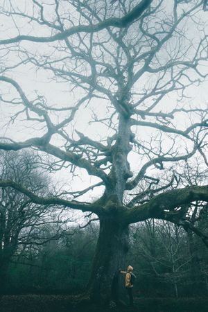 Traveller standing beside old tree covered by moss