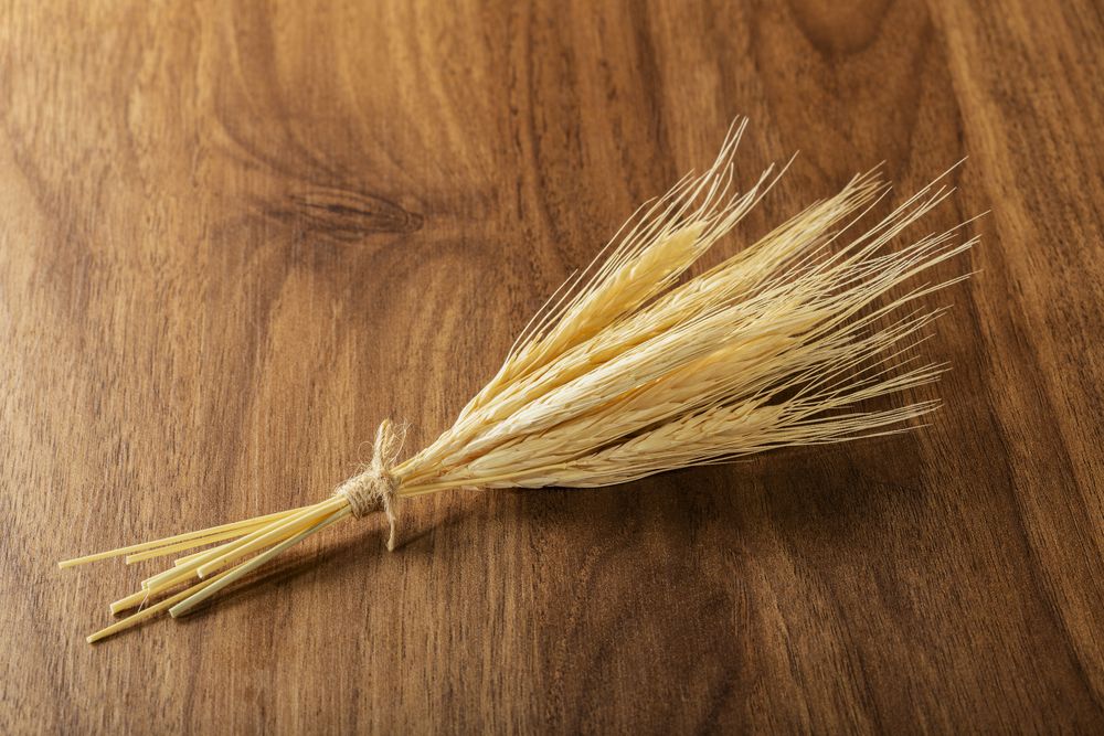 Ears of wheat on wooden background.