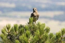 Eagle on coniferous tree in sunny day