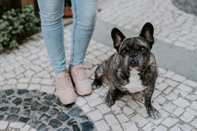 Adorable aged bulldog with owner on street